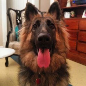 Meet your Posher, Luis